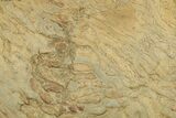 Pennsylvanian, Fossil Microbial Mat - Oklahoma #301898-1